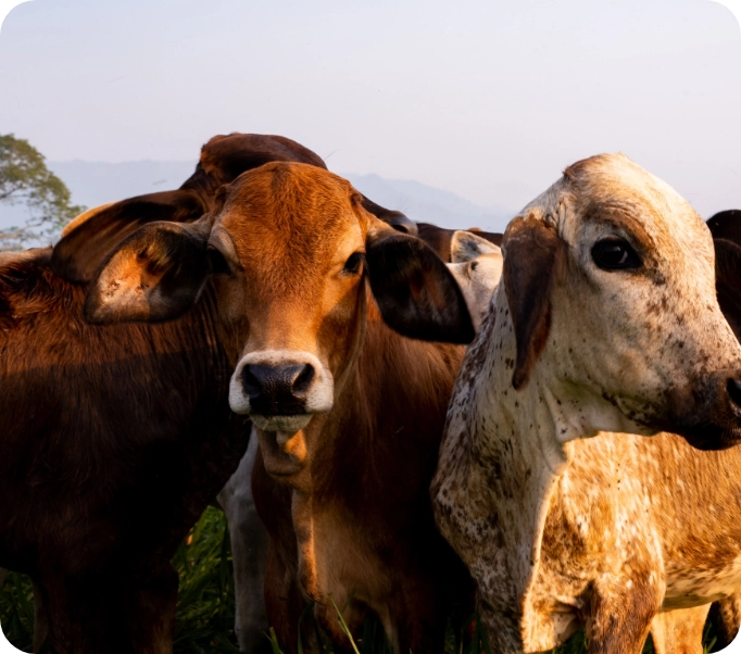 Quesos La Florida® - Misión