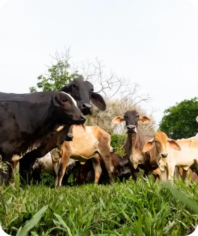 Quesos La Florida® - Oferta de Valor - Ganado