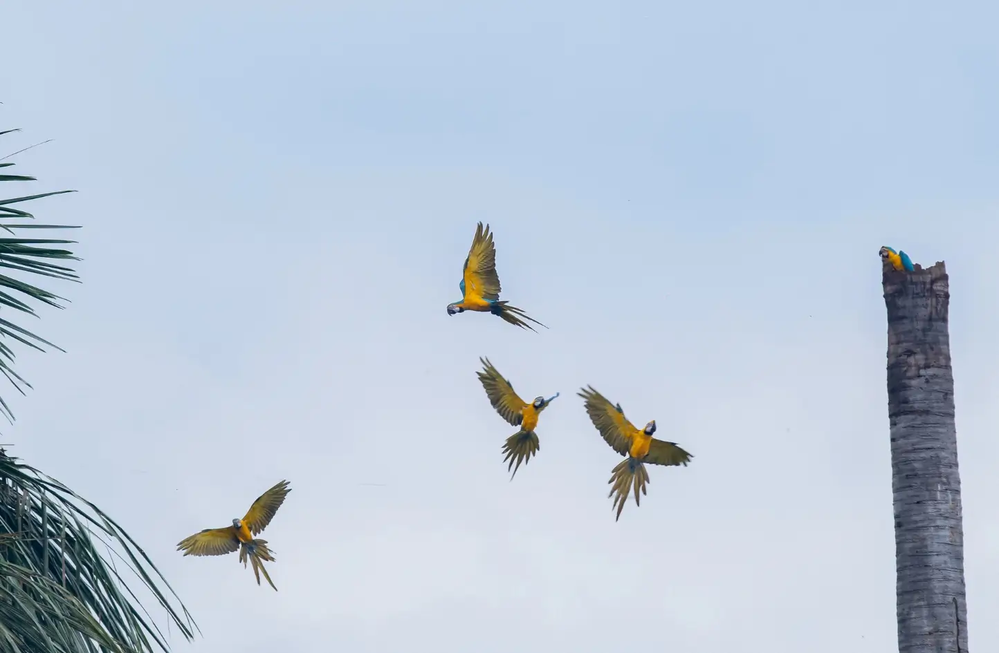 Aves - Origen y Tradición - Quesos La Florida