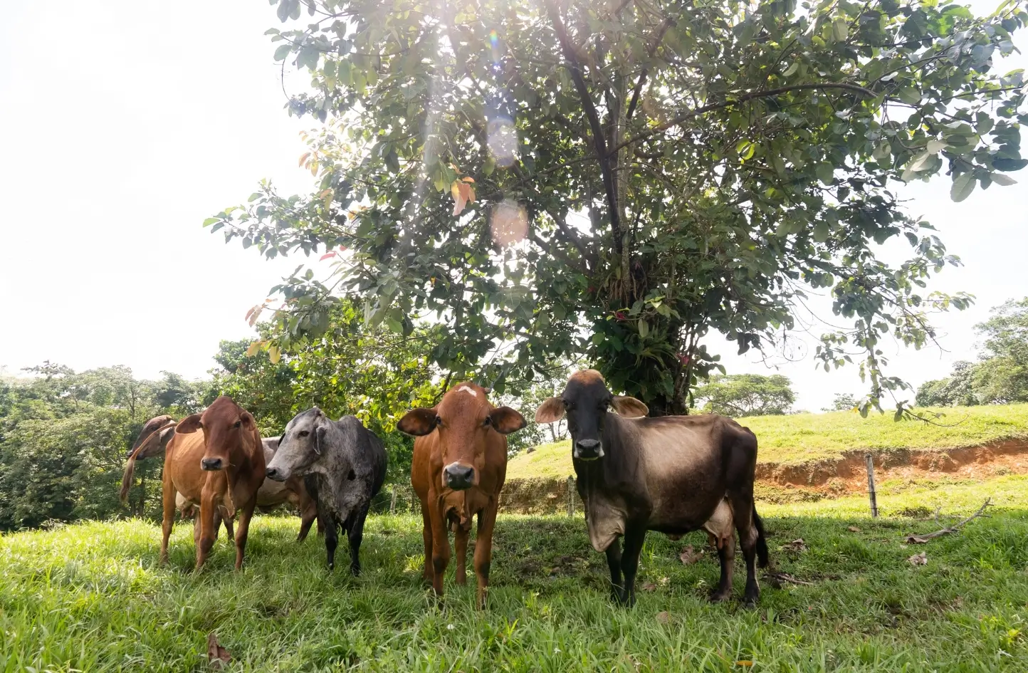 Ganado - Origen y Tradición - Quesos La Florida